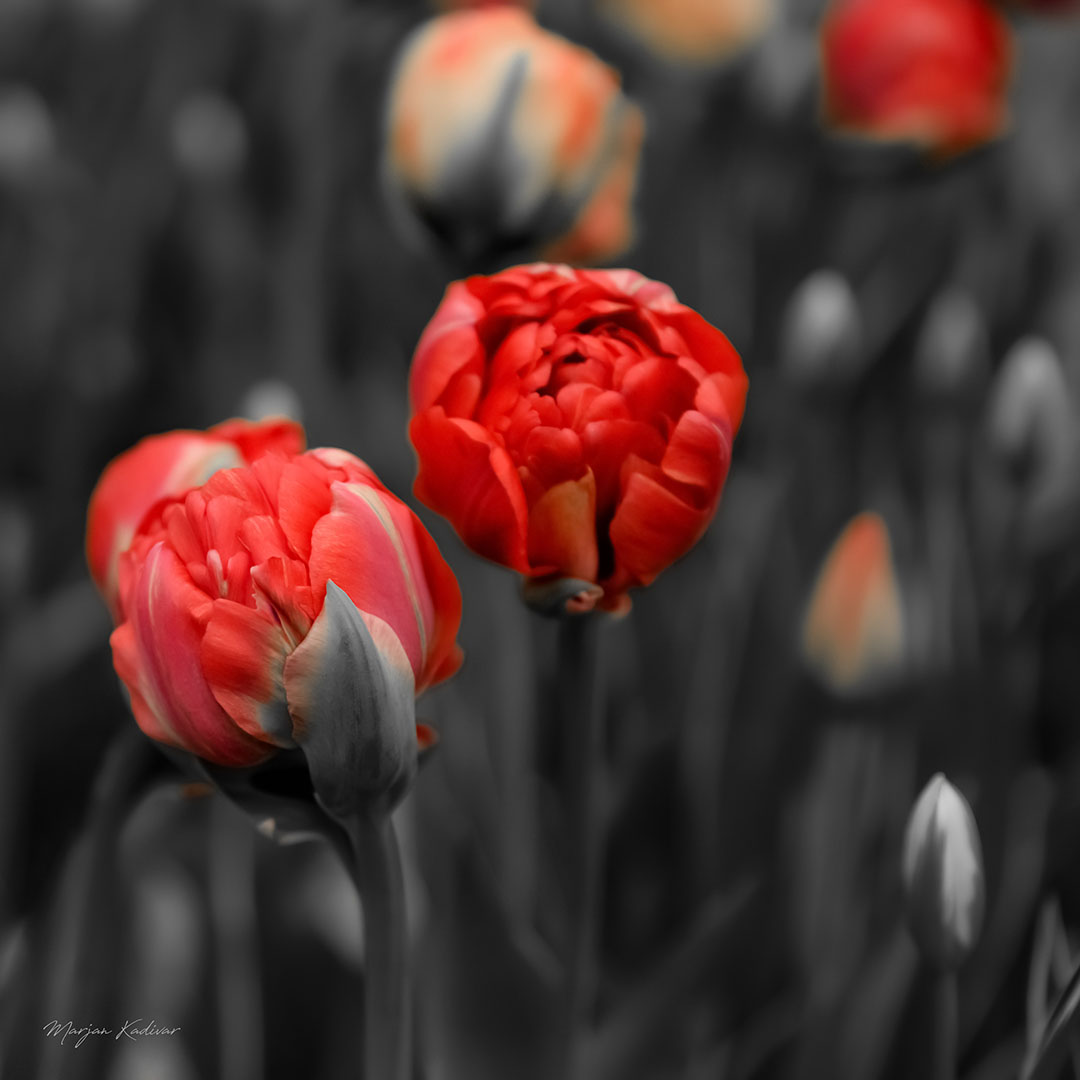Red Tulip