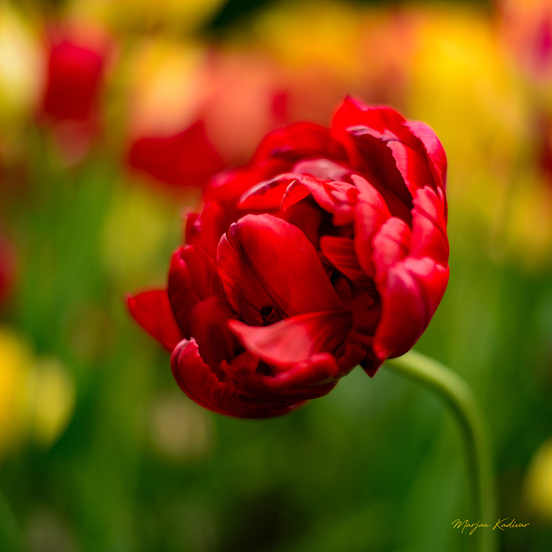 Red Double Tulip