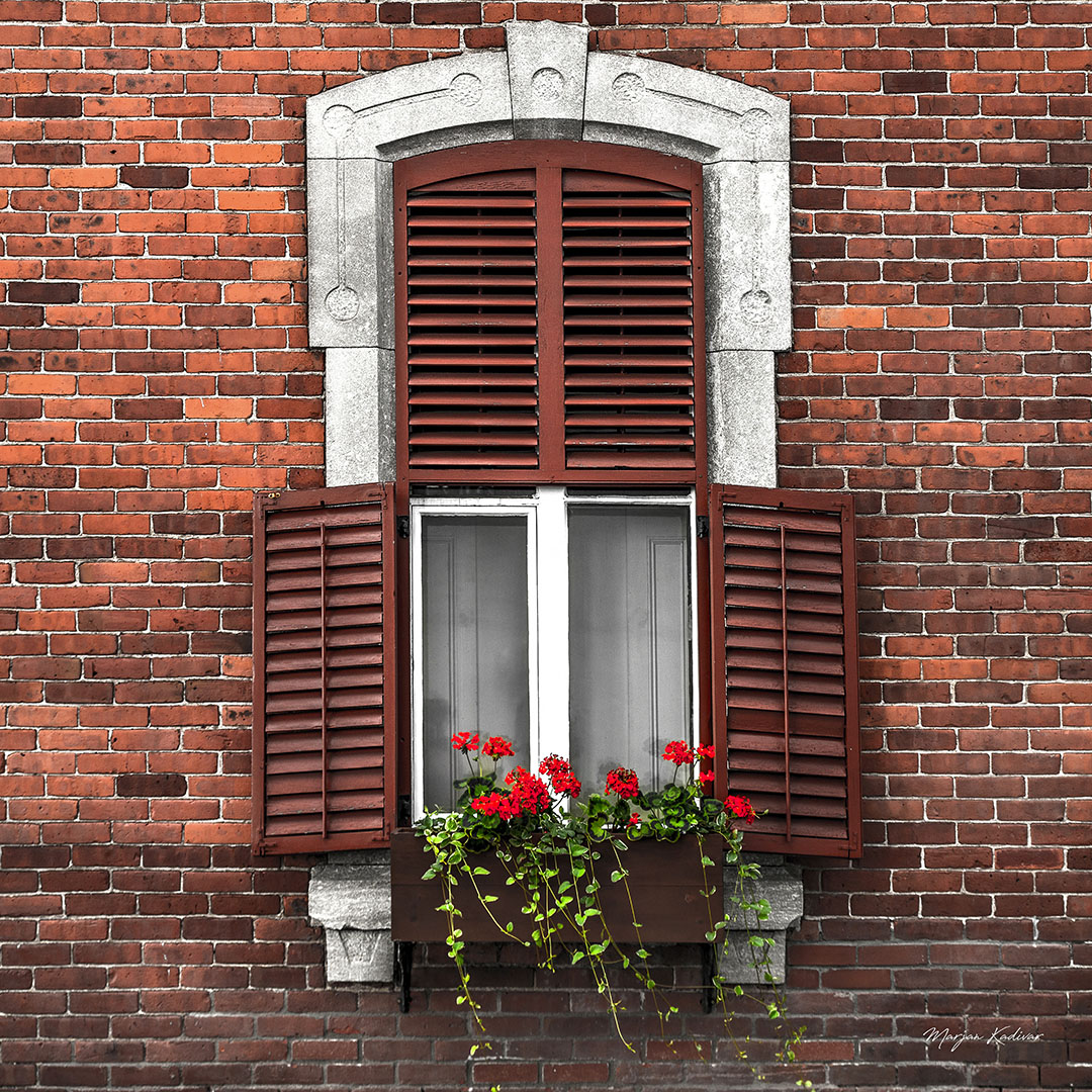 Window & Flower