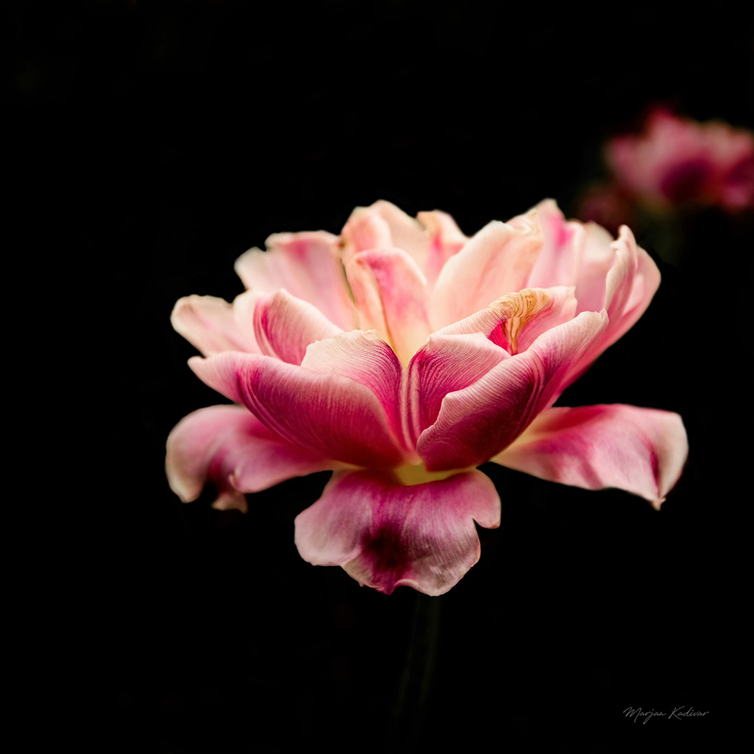 Pink Tulip